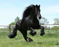 Legendary-Friesian-Horses