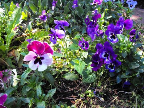 I love the pansies - the year round flower of the Northwest
