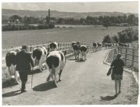 Cows in the road, 1967