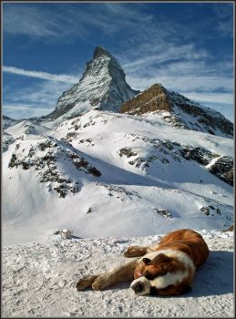 Matterhorn and St. Bernard Dog