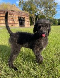Vader - the scruffy Labradoodle