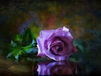 beautiful rose <3