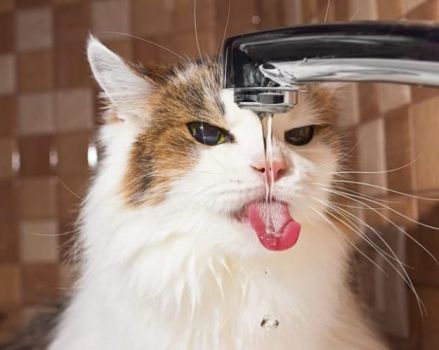 Did you know cats can distinguish flavors in water?