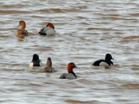 Redheads and Ringnecked ducks on Lake Superior