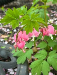 Bleeding Heart