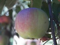 Apple, still ripening