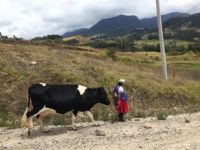 Ecuadoran Mountain Cow