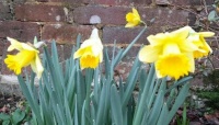 Daffodils