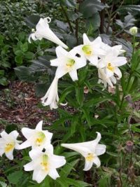Easter Lilies Saved from the Trash