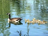 Mama and Ducklings
