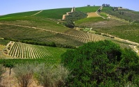 South_Africa_Fields_Stellenbosch
