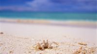 crab-on-white-sand-beach