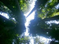 to the sky