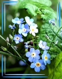 ☘️🌺...and today🌺☘️