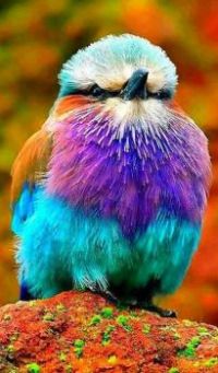 Colorful Bird
