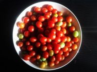 Tiny TiM Tomatoes
