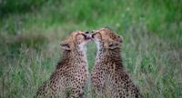 Sibling Love  -  Cheetahs