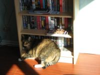 Boots guarding the books
