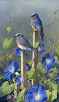 bluebird_glories
