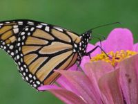 Butterfly in our yard