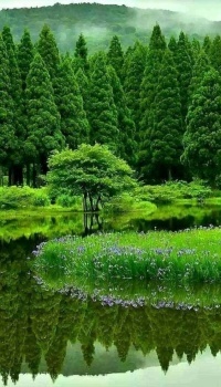 3  ~  'Trees guarding a peaceful lake.'