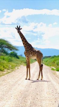 A Giraffe in the Kenya Road