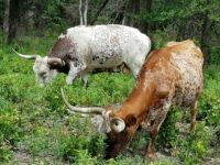 Longhorn cattle in the Wichita Mountains