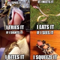 The life of a snake