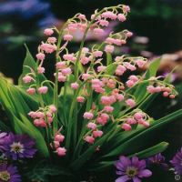 Rare pink lily of the valley