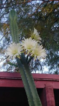 First blooms of the season (2)