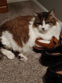 Lucy likes to sleep on Mama's stinky shoes