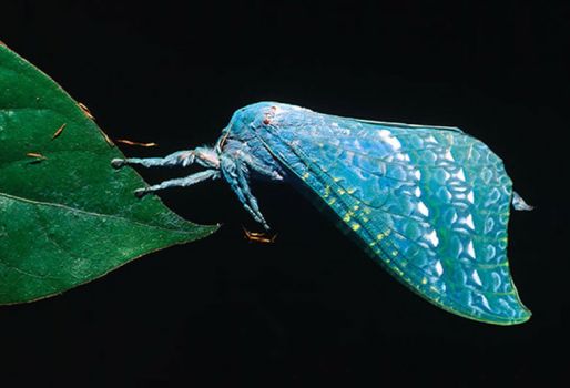 Ghost Moth