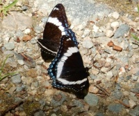 White Admiral Butterfly