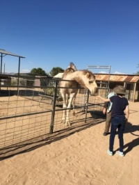 Feeding the camel