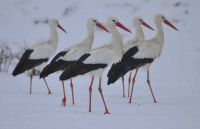 winter storks