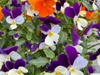 Flower array