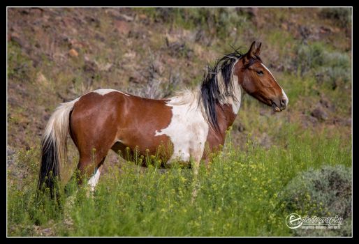 Portrait of a wild Mustang