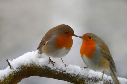 birds in snow