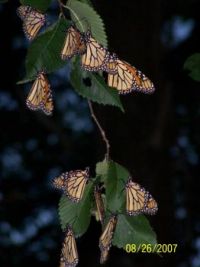 monarchs 5