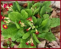 primrose