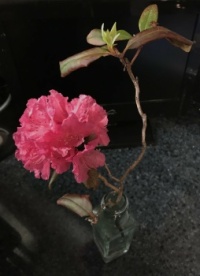 Rhododendron (medium)