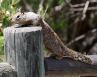 Ground Squirrel, Discovery Lake, San Marcos, California