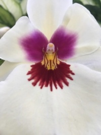 Orchid