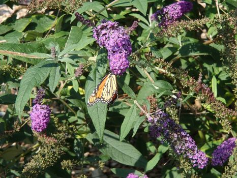 Butterfly bush really works!