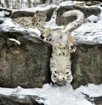 Solve Upside down snow leopard... jigsaw puzzle online with 100 pieces