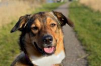 hond