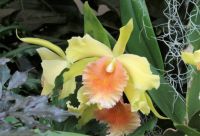 Orchid Show - 1