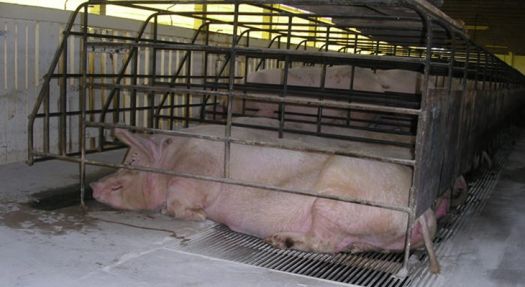 Pigs in farm UK