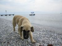 Dog @ Beach