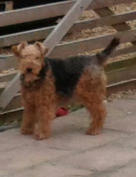 Evie our Welsh Terrier - due for a haircut!